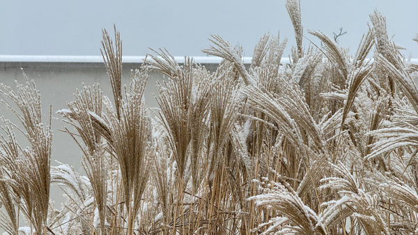 Winter Grasses